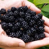 تمشک تازه چین فروشی