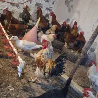 خروس جوان