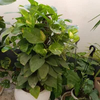 گل و گیاه|گل و گیاه طبیعی|اصفهان, بابوکان|دیوار