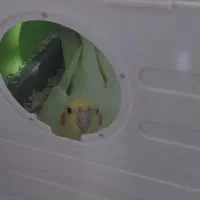 عروس هلندی|پرنده|ساوه, |دیوار