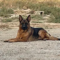 ماده ژرمن|سگ|رباطکریم, وهن آباد|دیوار