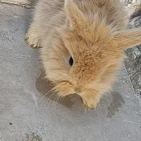 بچه خرگوش لوپ|موش و خرگوش|قم, آذر (نکویی)|دیوار