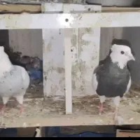 همه رنگ طوق
