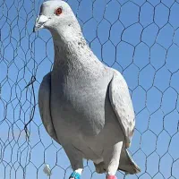 قوره ای پلاکی بیرونی