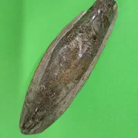 فسیل ماهی استخوان دار ( سه بعدی )|ماهی|تهران, فردوسی|دیوار