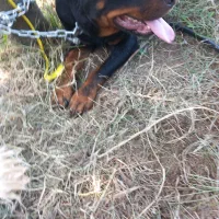 روتوایلر ۲ ساله