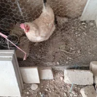 مرغ تخمگذار