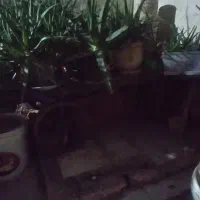 گاری چهار چرخ|ابزارآلات|پیشوا, |دیوار