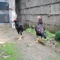 لاری مینیاتوری(کوشامو)|حیوانات مزرعه|رشت, نیروی دریایی|دیوار