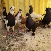 فروش تعدادی کبوتر رنگی