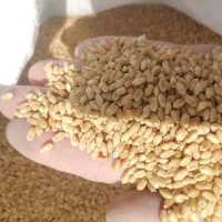 گندم بذری|خدمات باغبانی و درختکاری|گنبد کاووس, |دیوار
