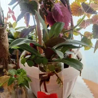 قلمه گل|گل و گیاه طبیعی|سبزوار, طبرسی (جعفرآباد)|دیوار