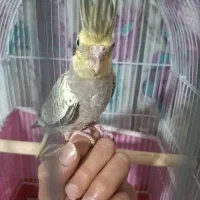 عروس هلندی|پرنده|ماهدشت, |دیوار