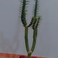گل کاکتوس