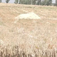 کاه کمباین درجه یک