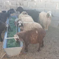 بره  نر سبک سبک|حیوانات مزرعه|مهریز, |دیوار