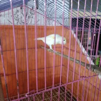 قناری ماده|پرنده|مسجد سلیمان, |دیوار