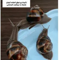 حلزون زنده جهت حلزون تراپی|خزنده|کرمان, |دیوار