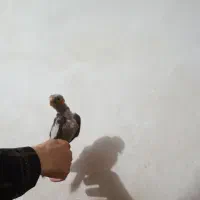 عروس هلندی|پرنده|تبریز, |دیوار