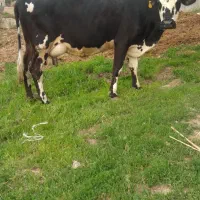 گاو شیری به همراه گوساله سمینتال