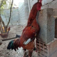 مرغ لاری و خروس دو رگ لاری