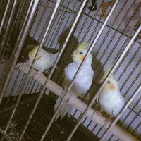 عروس هلندی مولد با یک جوجه|پرنده|ایلام, |دیوار