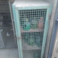 جفتکنی کفتر