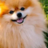 سگ پامرین عروسکی رنگ گلد بسیار گوگولی باردار