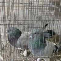 اصفهانی چهارده دم|پرنده|اصفهان, ارغوانیه|دیوار
