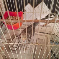 عروس هلندی|پرنده|شیروان (خراسان), |دیوار
