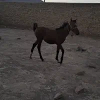 اسب|اسب و تجهیزات اسب‌سواری|ملایر, |دیوار