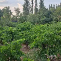 باغ میوه
