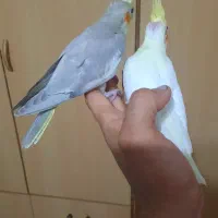 جوجه عروس ،بالغ|پرنده|رشت, نیروی دریایی|دیوار