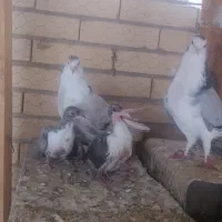 دوبحردولا