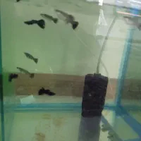 ۸ عدد ماهی گوپی فول بلک|ماهی|تهران, والفجر (افسریه)|دیوار