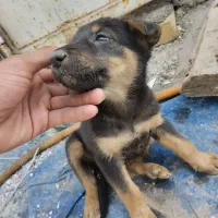 توله سگ ژرمن اصل