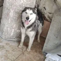 سگ هاسکی نر