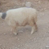 میش شیشک|حیوانات مزرعه|ارژن, |دیوار