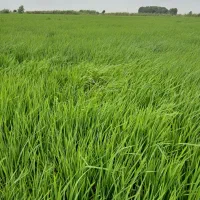 زمین برای نصفه کاری میخوام