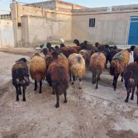 میش دشتی جوان