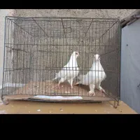 کبوتر قره کوینح|حیوانات|تبریز, |دیوار