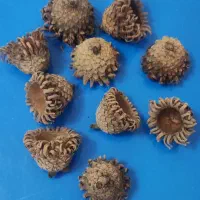 فروش کلاهک بلوط برای کاهش pH آب آکواریوم