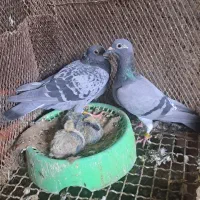پلاکی همشون عربستان