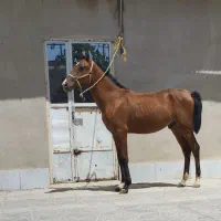 کره نریان|اسب و تجهیزات اسبسواری|ملایر, |دیوار