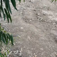 زمین تجاری مسکونی دو نبش شمالی