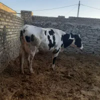 گاو هلشتاین شکم دوم