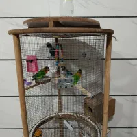 کوتوله برزیلی|پرنده|شاهین‌شهر, نسیم ۵|دیوار