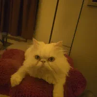 گربه پرشین فروشی