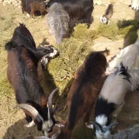 بزغاله کوچک.