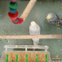 یک جفت مرغ عشق|پرنده|ری, عباسآباد|دیوار